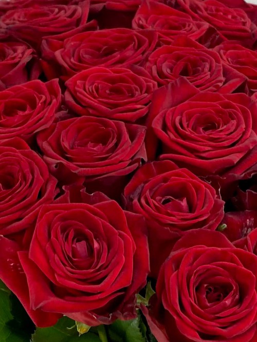 Букет «Роза красная (51 шт)»