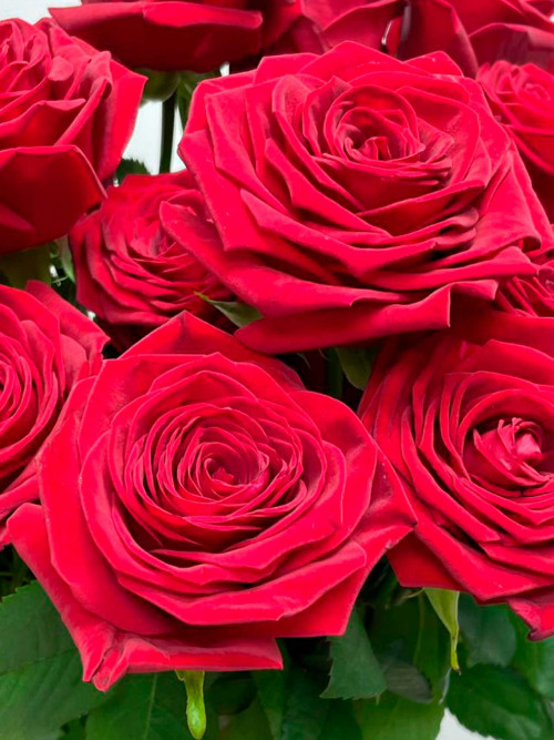 Розы всего от 100 руб. с 19 мая!