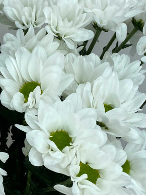 Цветы поштучно: Хризантемы кустовые белые