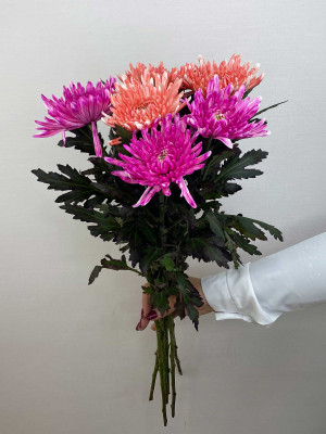 Цветы поштучно: Хризантемы «Анастасия» крашеные