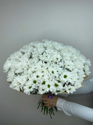 Букет «Хризантемы кустовые белые 35 шт»
