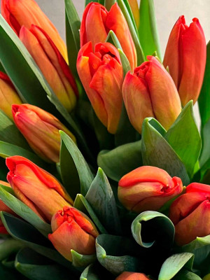 Цветы поштучно: Тюльпан