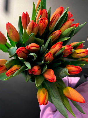 Цветы поштучно: Тюльпан
