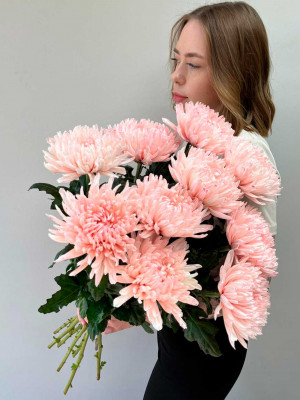 Цветы поштучно: Хризантема Антонов крашеная, розовая