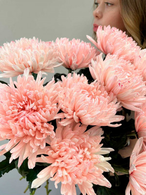 Цветы поштучно: Хризантема Антонов крашеная, розовая