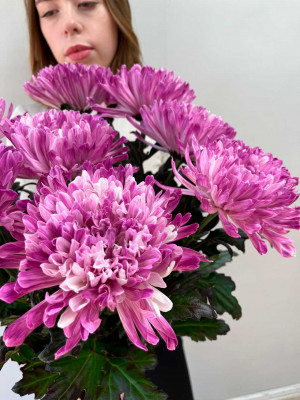 Цветы поштучно: Хризантема Антонов крашеный фиолетовый