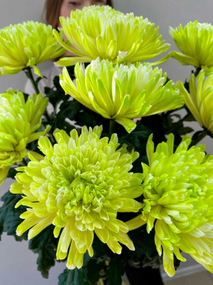 Цветы поштучно: Хризантема Антонов крашеный, лайм