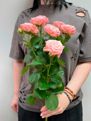Цветы поштучно: Роза Россия Мадам Бомбастик