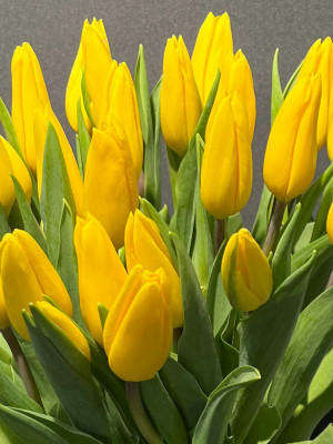 Букет «25 желтых тюльпанов под ленту»