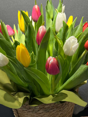 Букет «25 тюльпанов в корзине»
