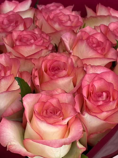 Букет «Розы Jumilia (15 роз 70 см)»