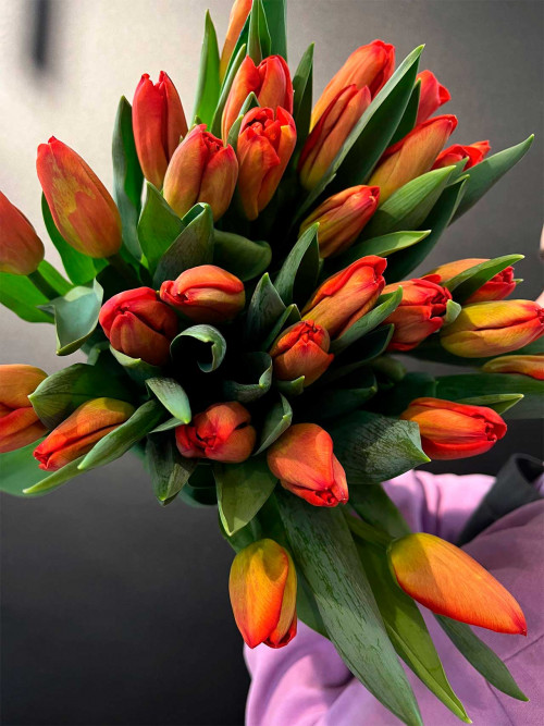Цветы поштучно: Тюльпан