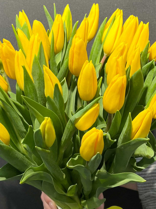 Букет «35 желтых тюльпанов под ленту»