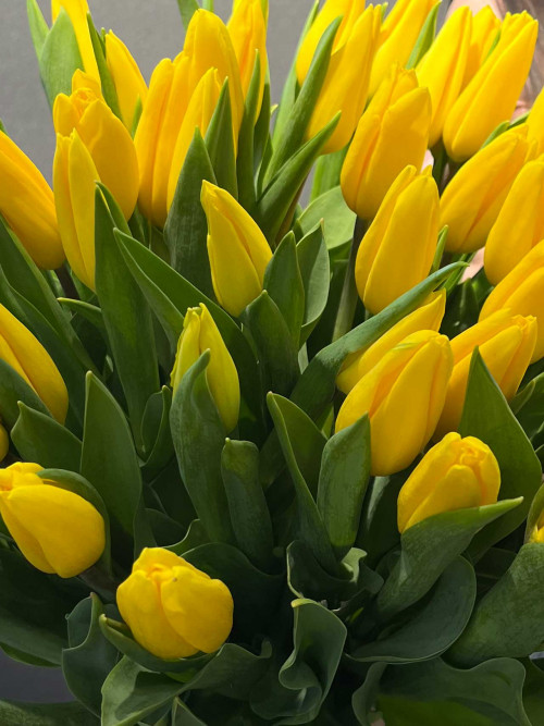 Букет «51 желтый тюльпан под ленту»