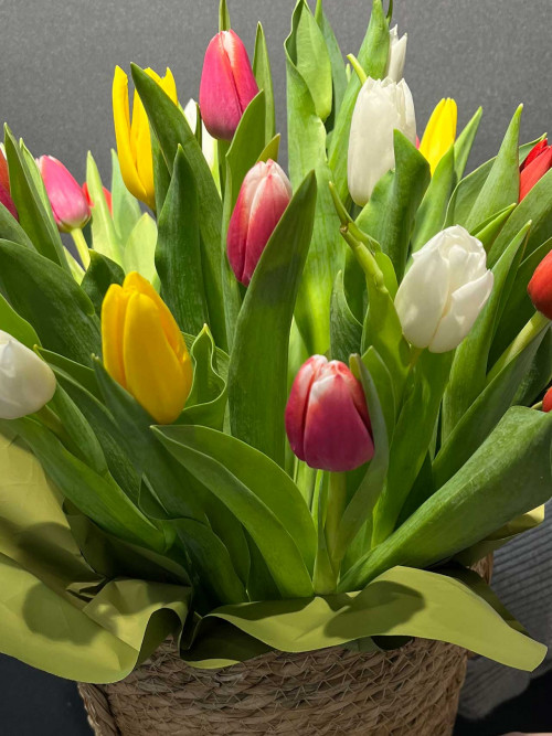 Букет «25 тюльпанов в корзине»
