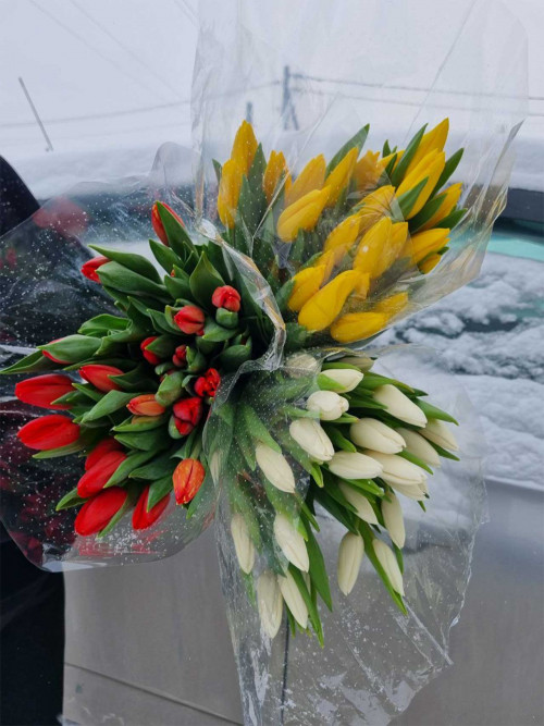 Букет «Тюльпаны МИКС 25 шт. в упаковке»