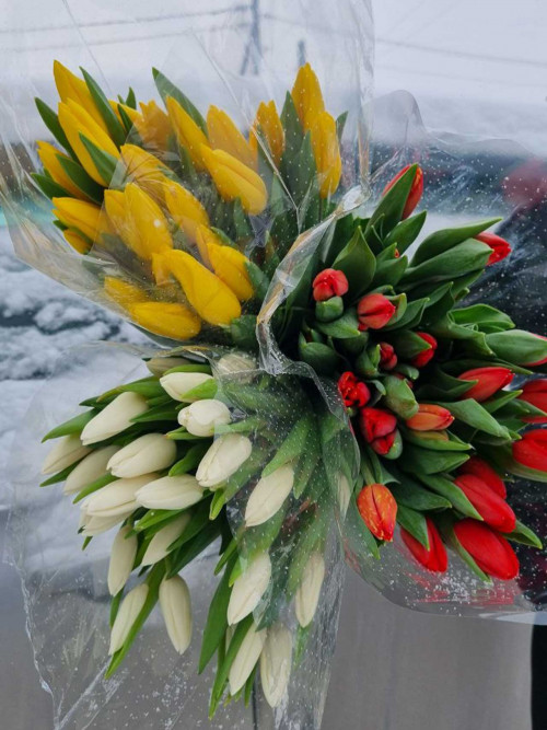 Букет «Тюльпаны МИКС 25 шт. в упаковке»