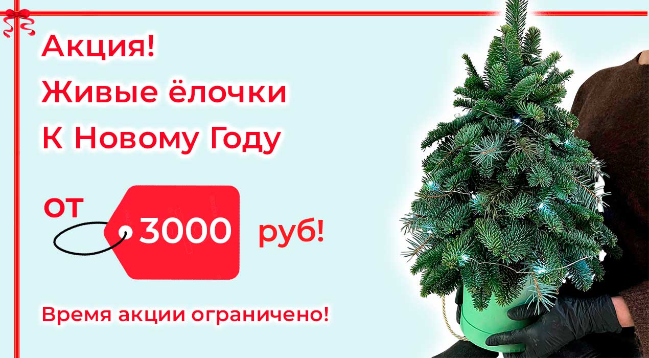 Акция 93 Живые елочки