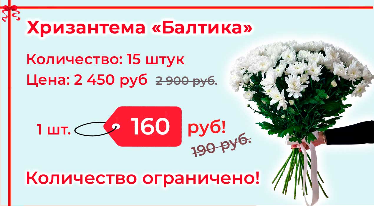 Акция 98 Хризантема Балтика 15 шт