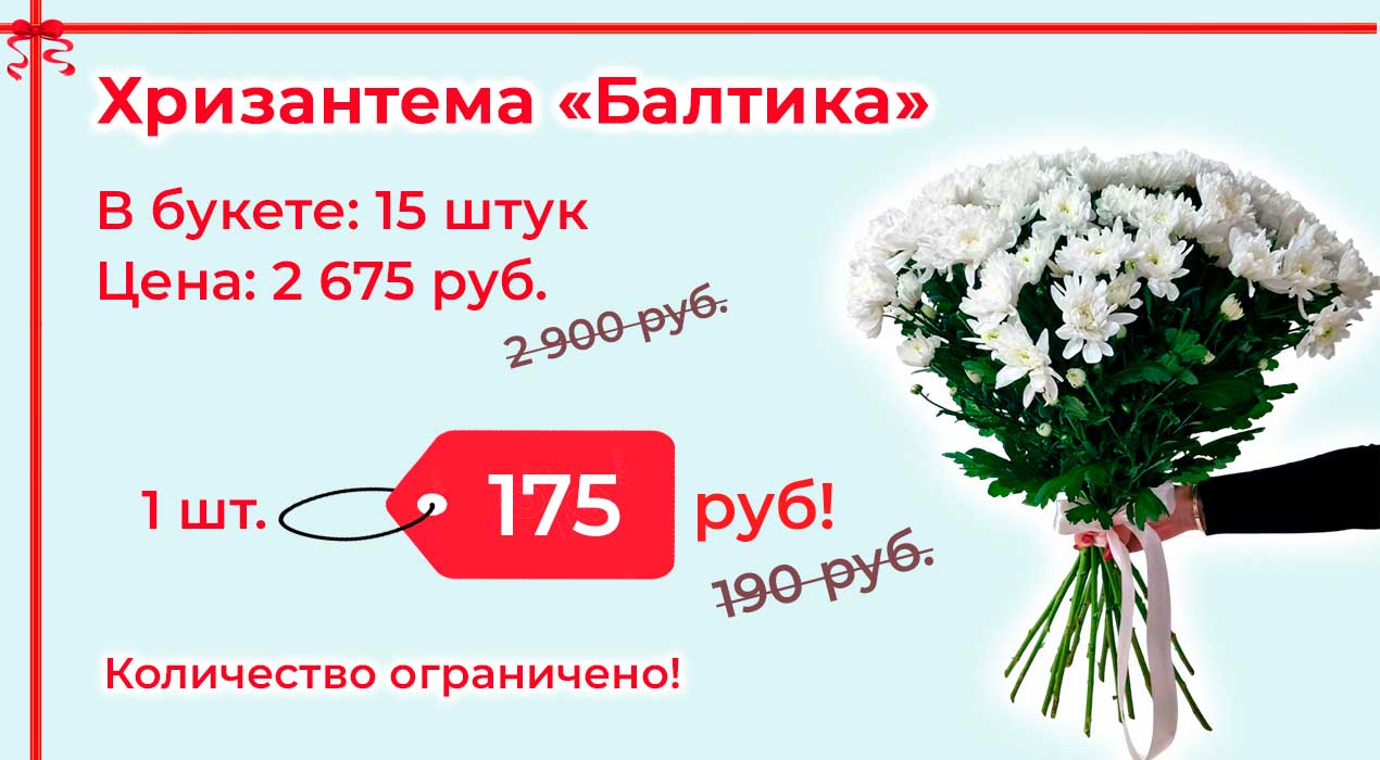 Акция 98 Хризантема Балтика 15 шт