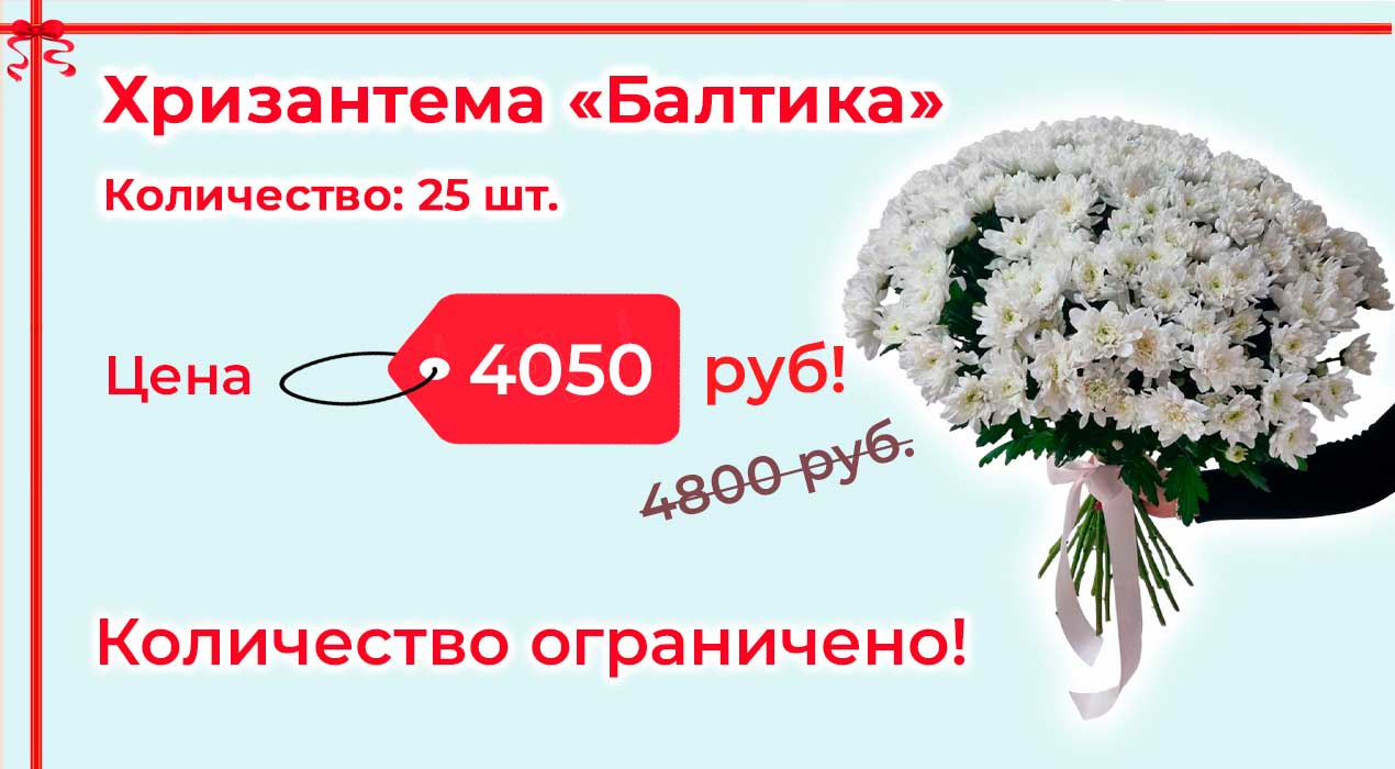 Акция 98-1 Хризантема Балтика 25 шт