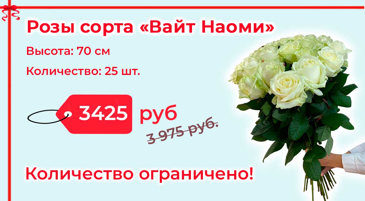 Акция 100 Розы Вайт Наоми 25 шт