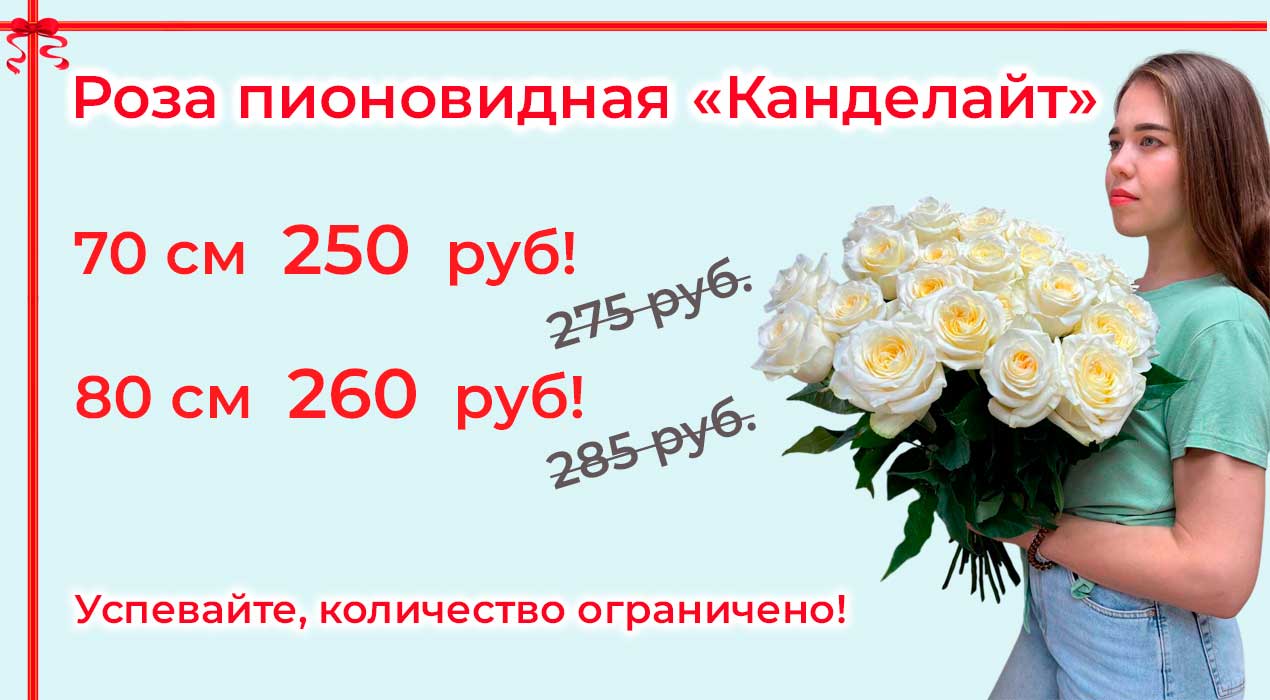 Акция 125 Роза Канделайт 