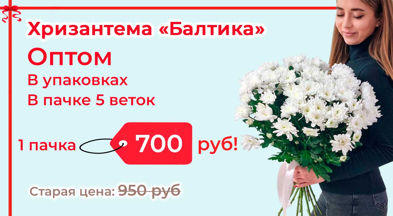 Акция 98-3 Хризантема Балтика оптом